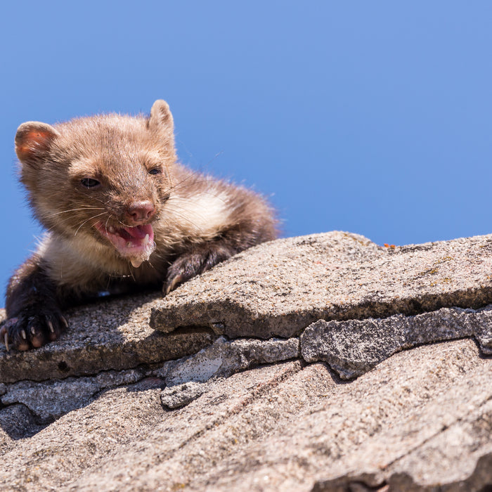 Marder aus Haus und Dachboden vertreiben