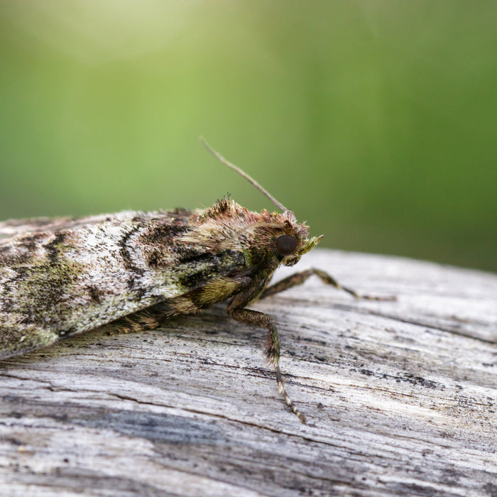 Schlupfwespen gegen Motten