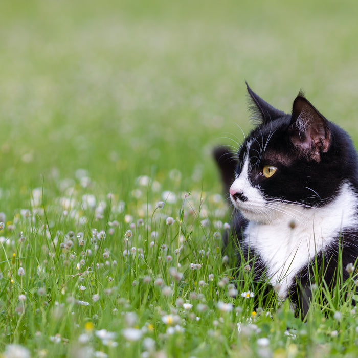 Eine Katze liegt im Gras