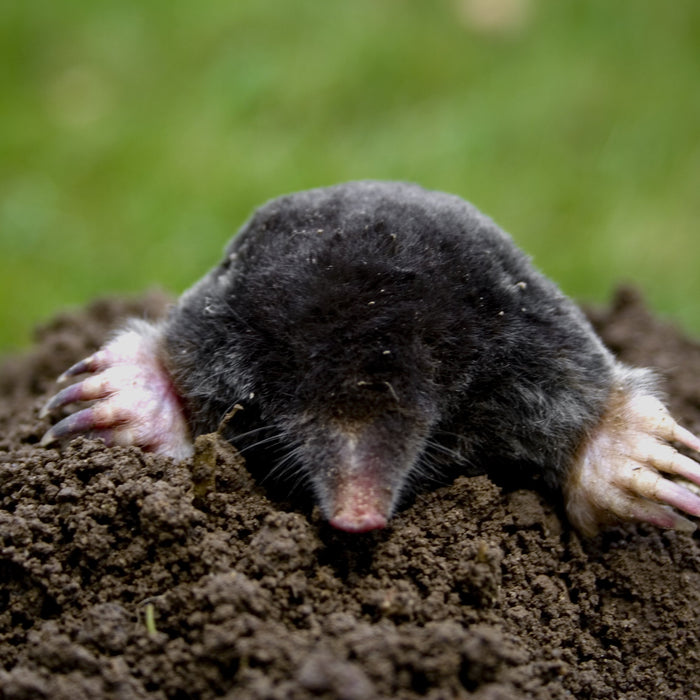 Maulwurf oder Wühlmaus? Klassische Anzeichen erkennen