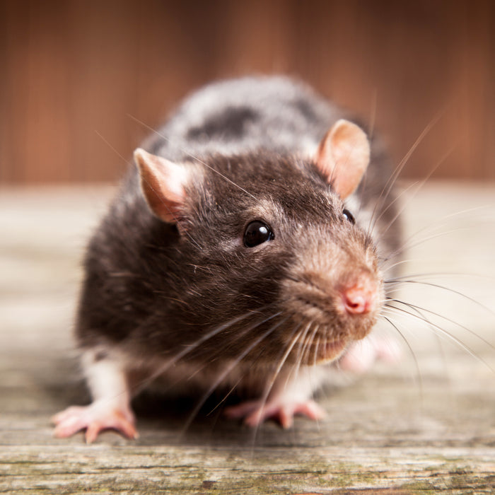 Ratten zu Hause? So bekämpfen Sie sie mit einfachen Mitteln