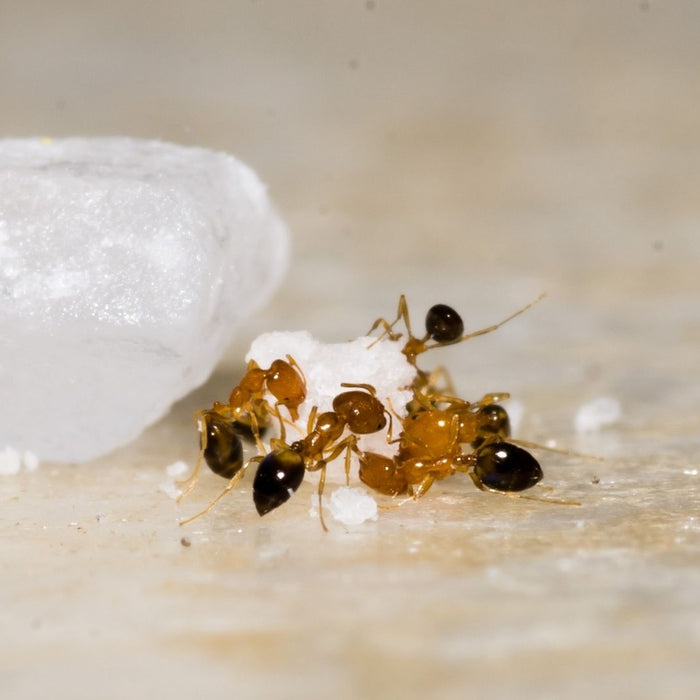 Ameisen tragen einen Zuckerkrümel