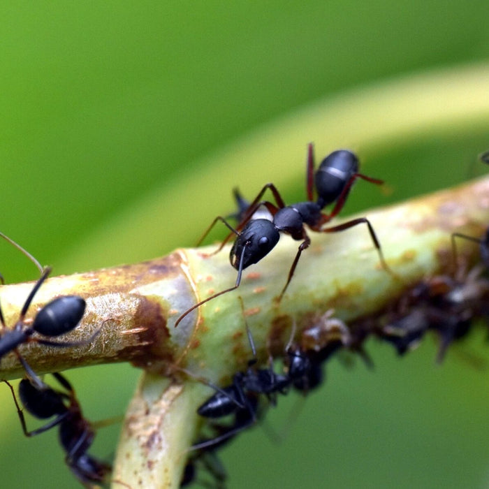Viele Ameisen an einem Ast