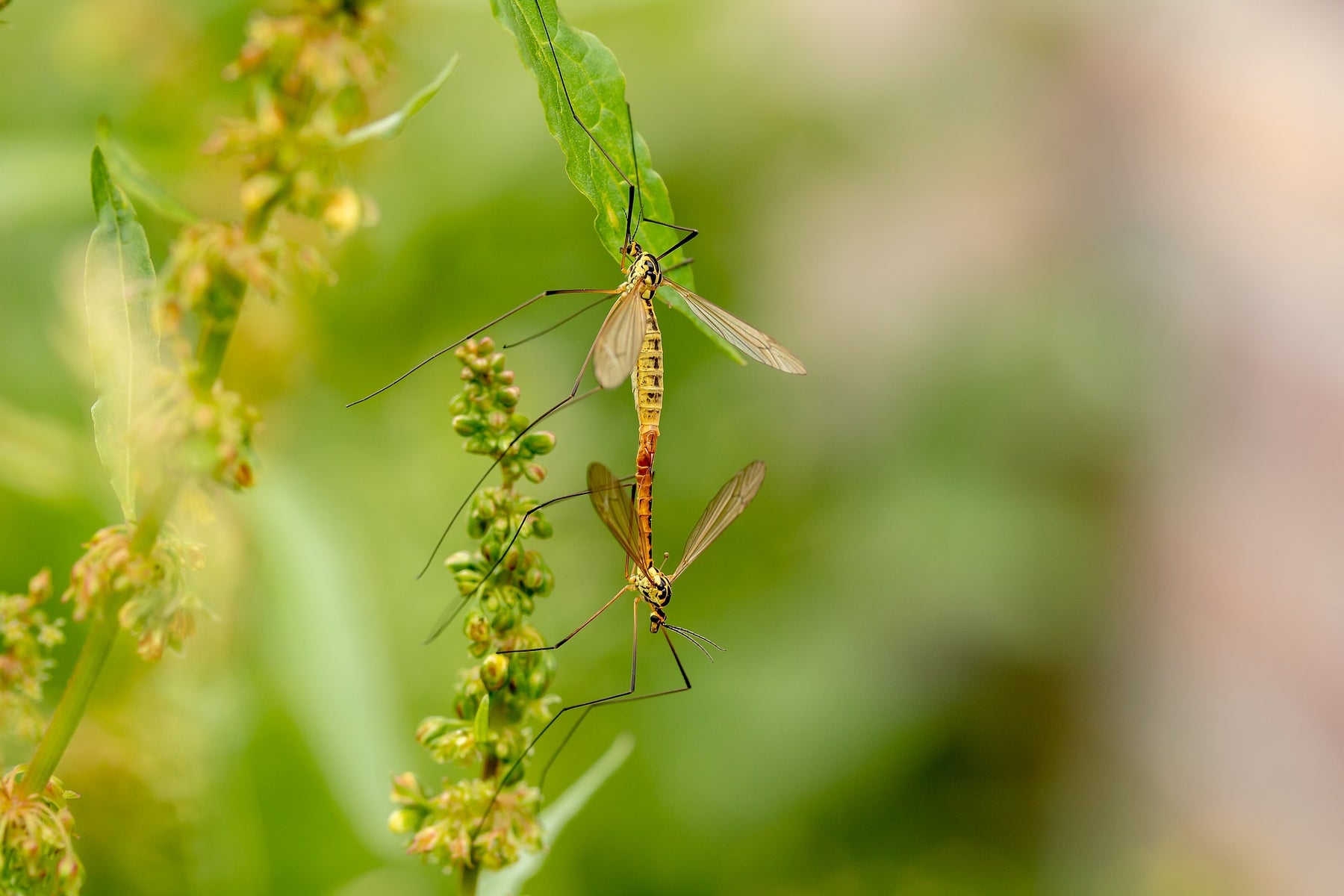 DEET Mückenabwehr mit Nebenwirkungen