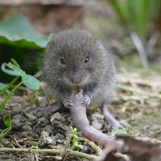 Wühlmaus bekämpfen