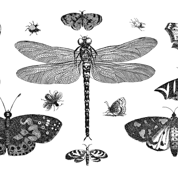 Zeichnungen von verschiedenen Insekten