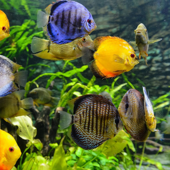 Aufnahme eines Aquariums ohne Fadenalgen