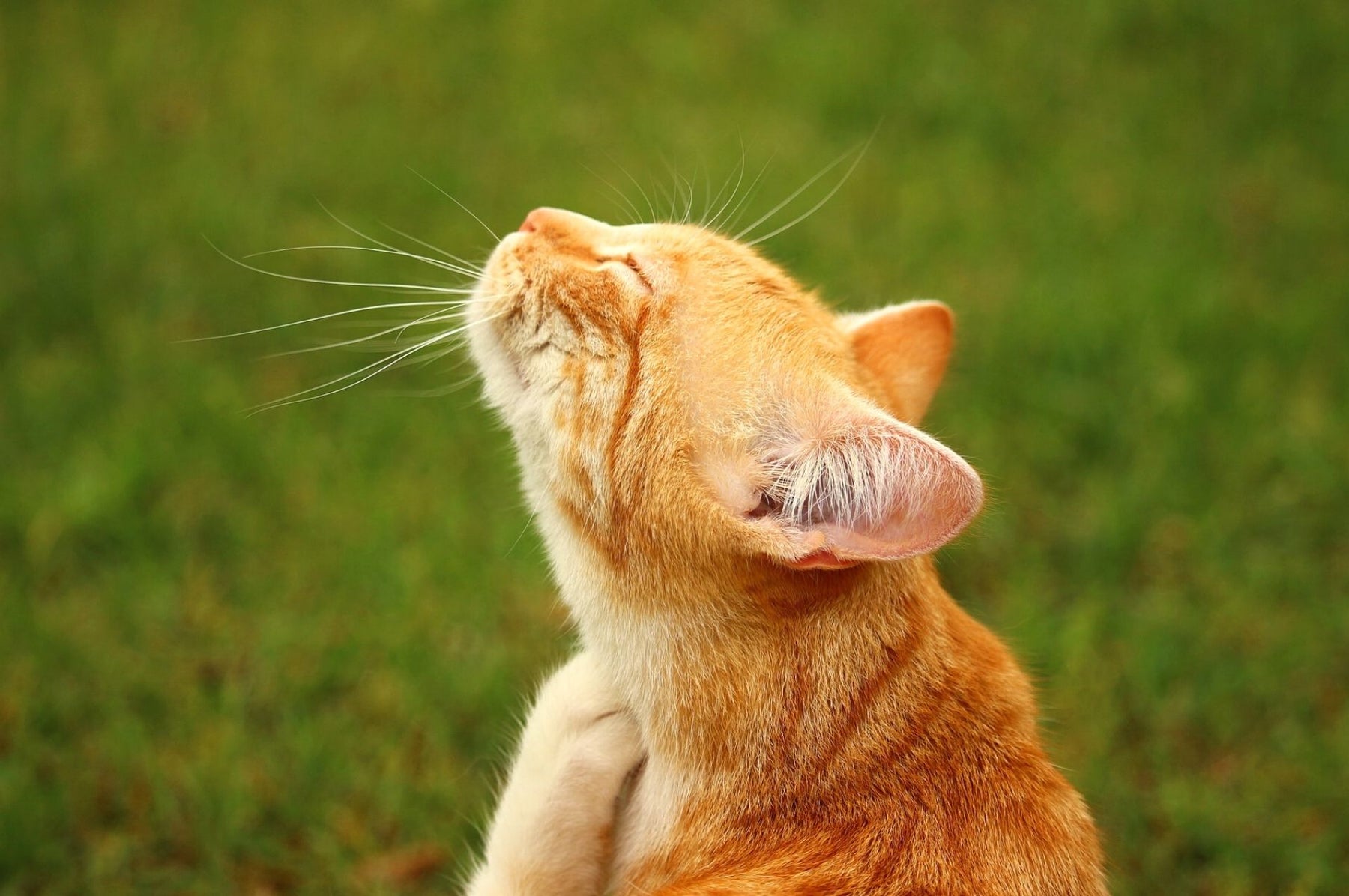 Eine Katze kratzt sich