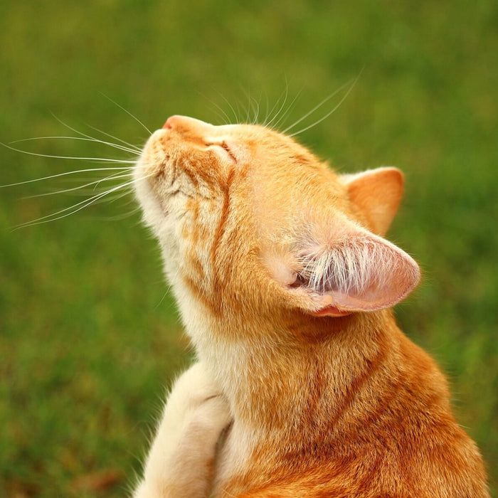 Eine Katze kratzt sich