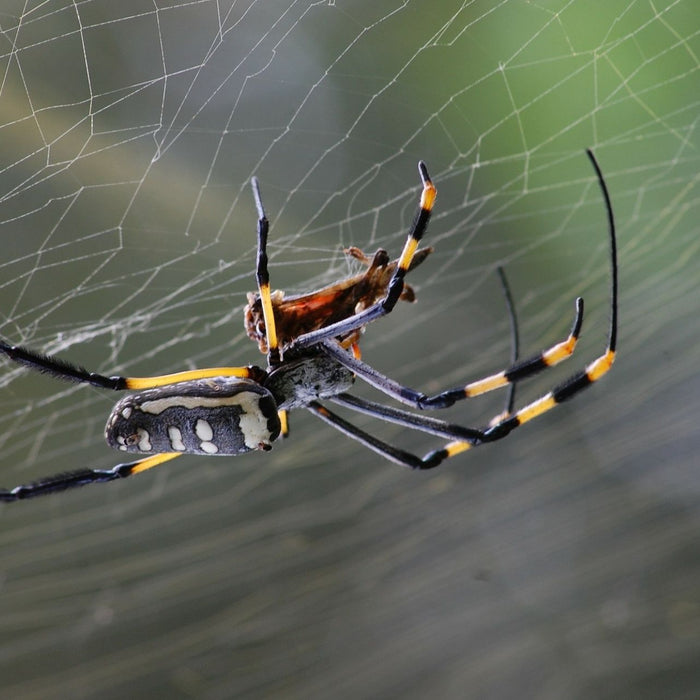 Spinne in einem Netz