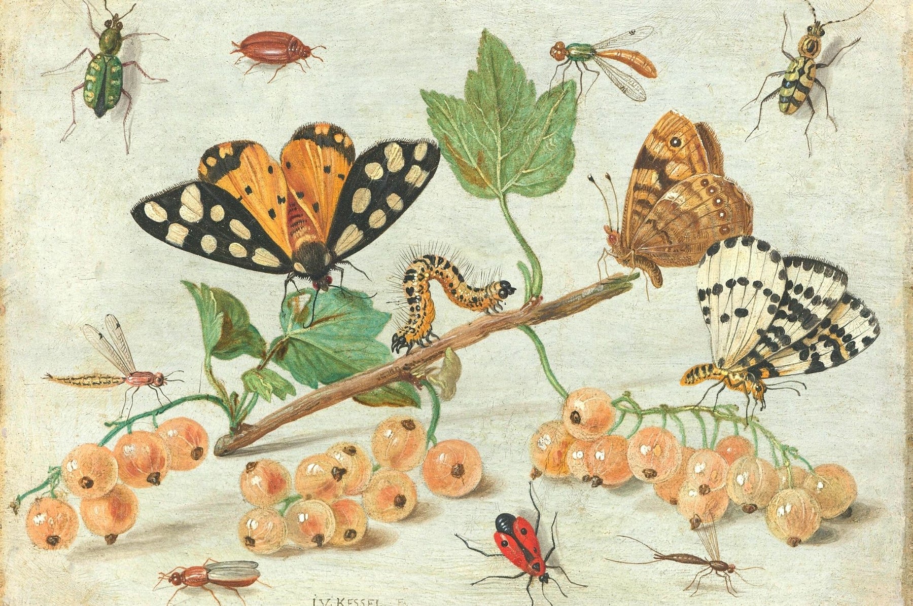 Zeichnung von verschiedenen Insekten