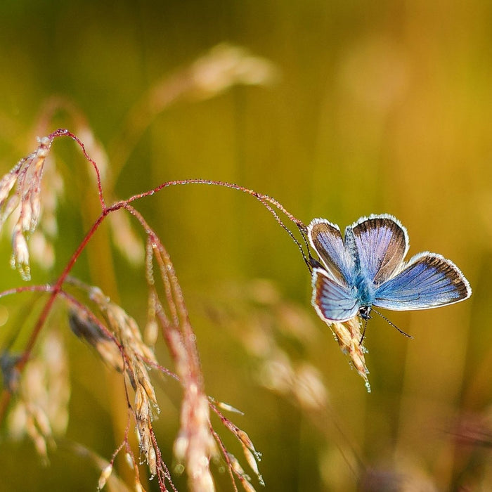 Ein Schmetterling auf einer Ähre