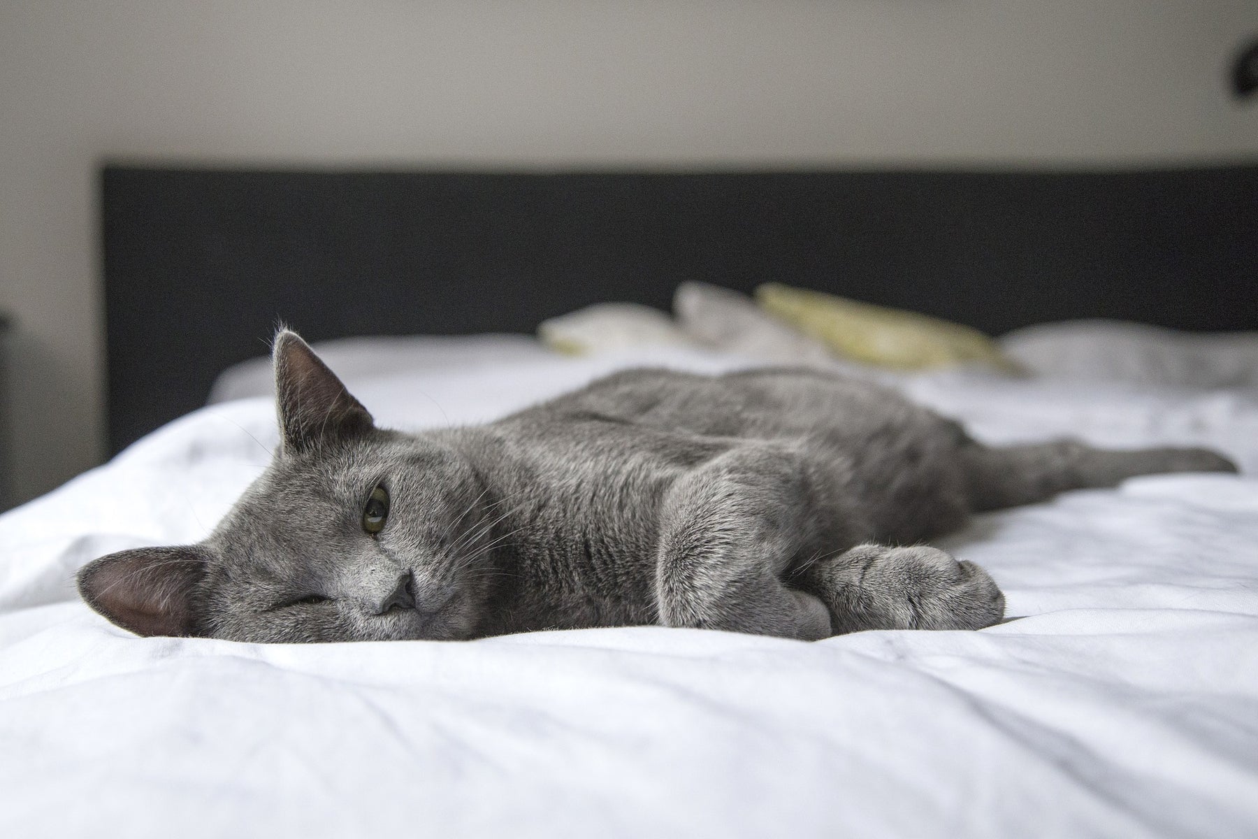 Katze liegt auf einem Bett