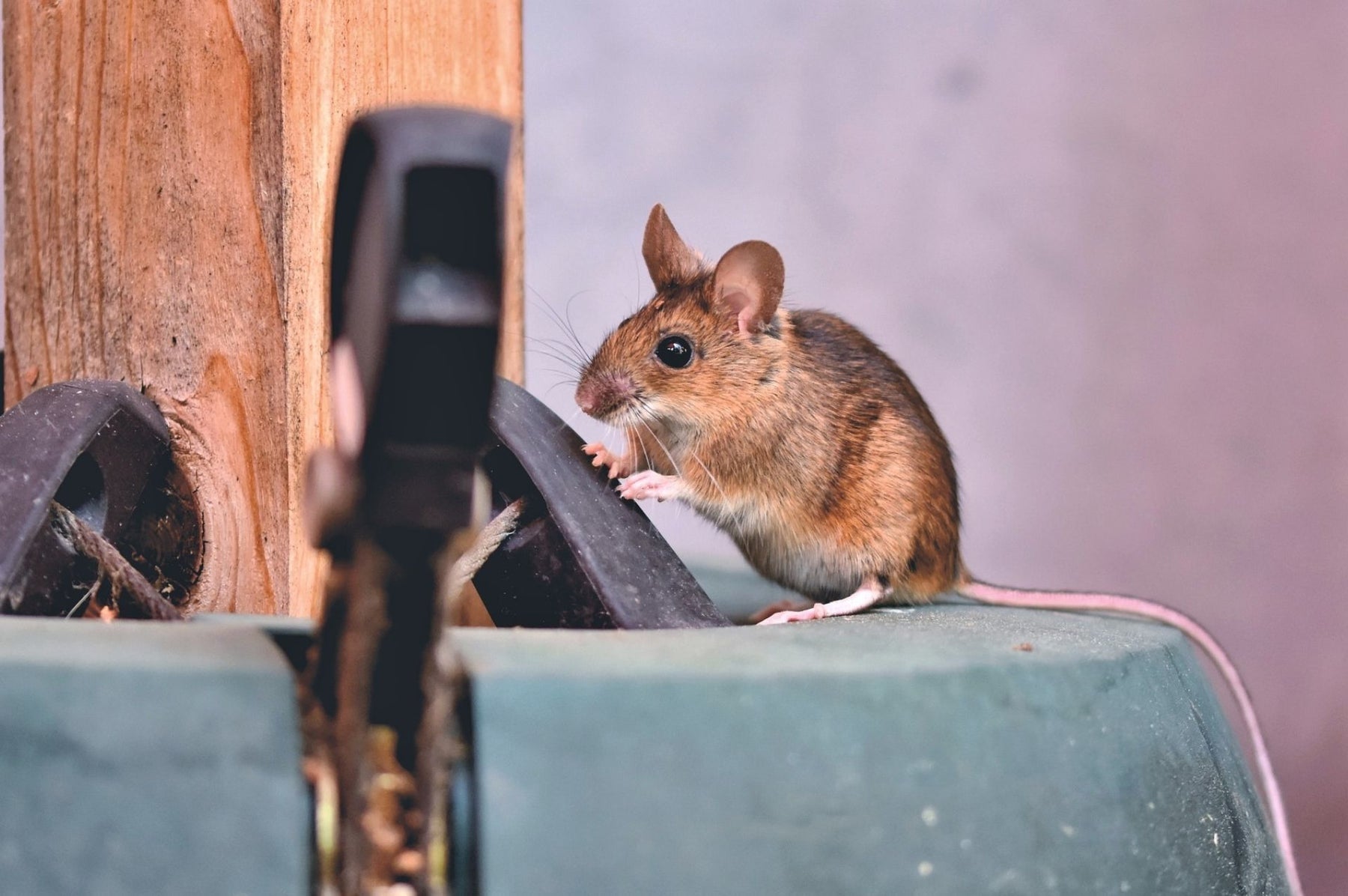 Eine Maus sitzt auf einem Baumständer