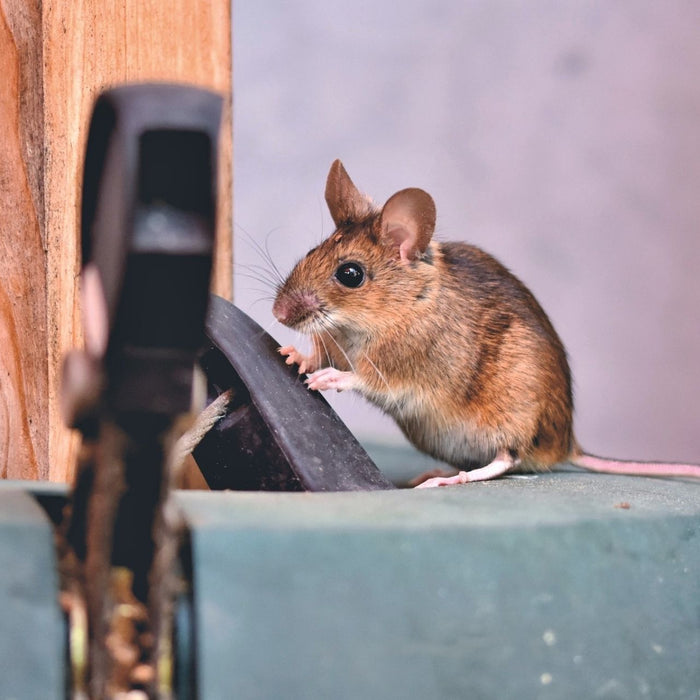 Eine Maus sitzt auf einem Baumständer