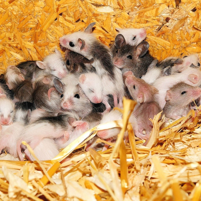 Mäusenest im Stroh
