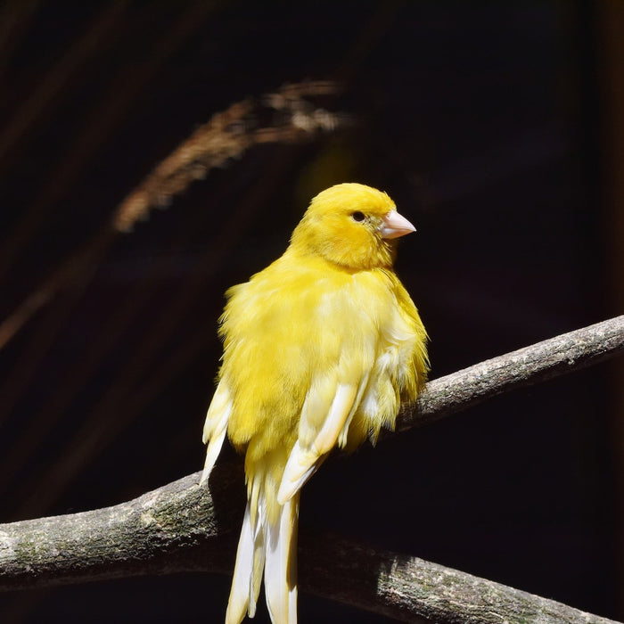 Ein Kanarienvogel sitzt auf einem Ast