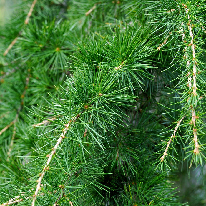 Zedernäste im Wald