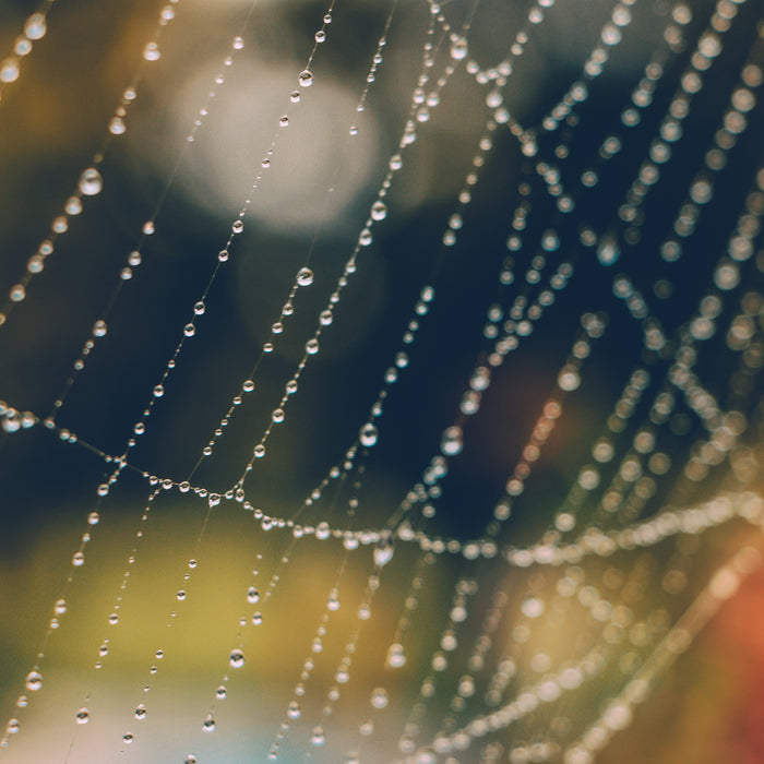 Spinnennetz im Sonnenlicht