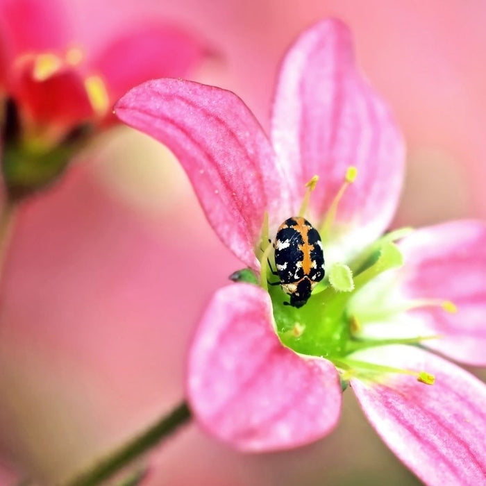 Ausgewachsener Teppichkäfer auf einer Blüte