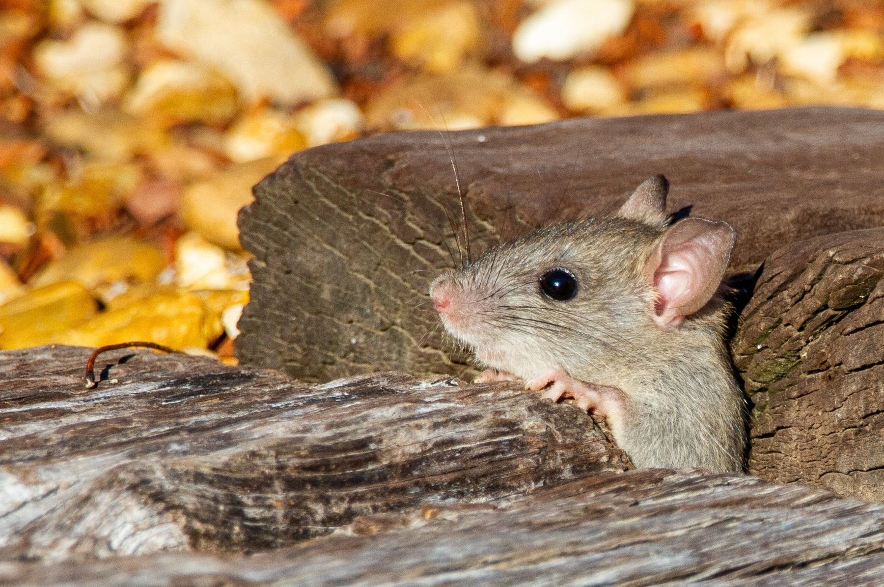 Maus im Unterholz