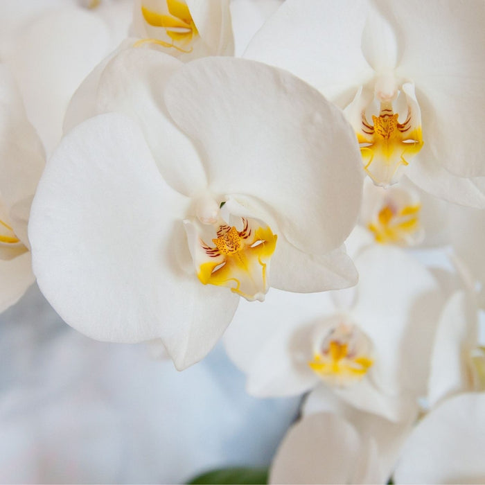 Orchideen ohne Wollläuse