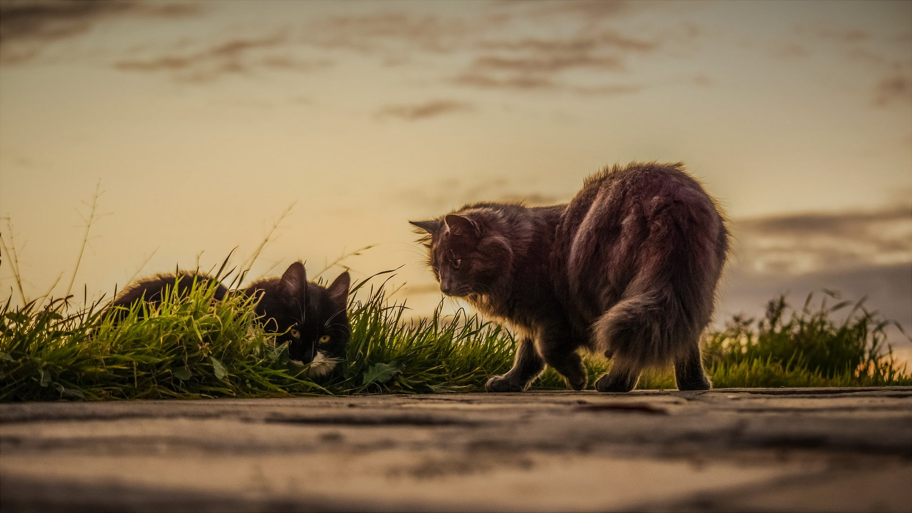 Zwei Katzen streunern umher