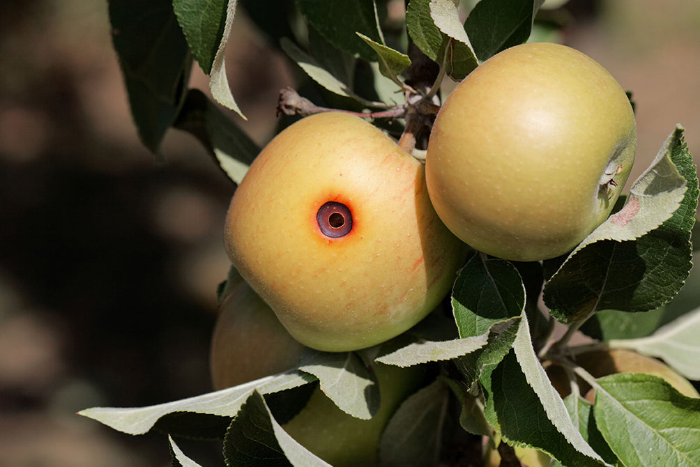 Boring trace of a codling moth (Cydia pomonella) in an apple