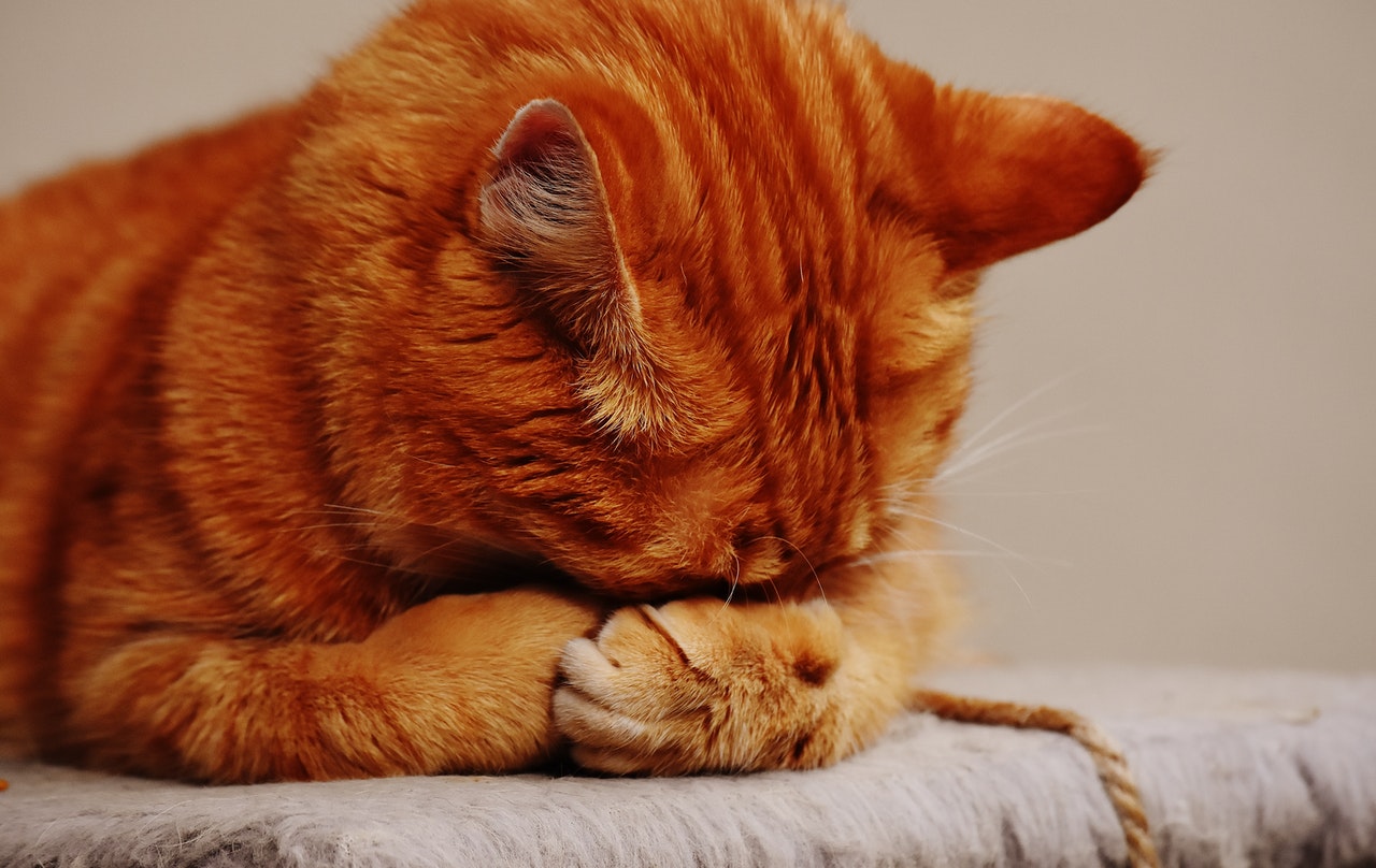 Milben bei Katzen bekämpfen