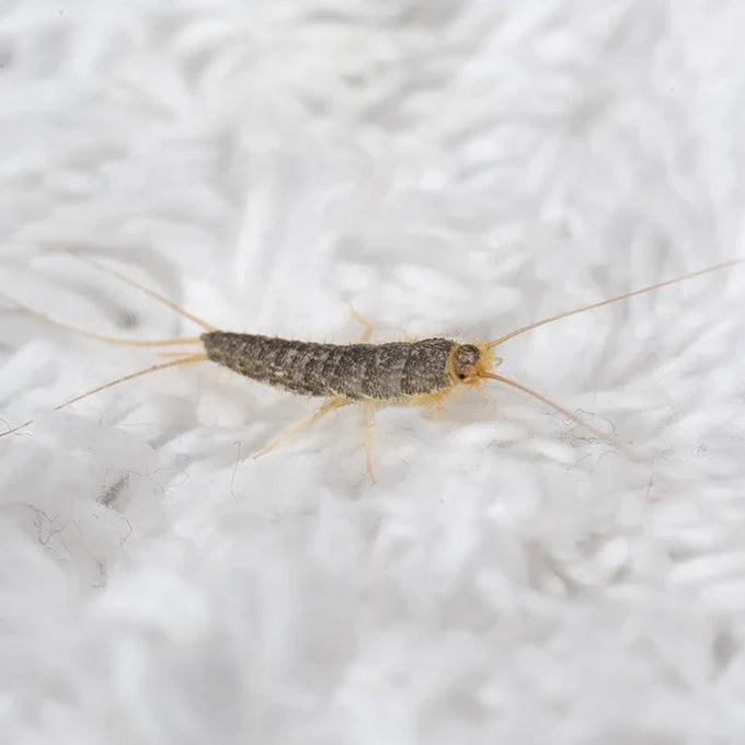 Silberfische höchstwahrscheinlich Ctenolepisma longicaudata oder Lepisma saccharina ein Insekt aus der Familie der Lepismatidae mit langen Terminalfilum und Cerci auf weißer Bodenmatte