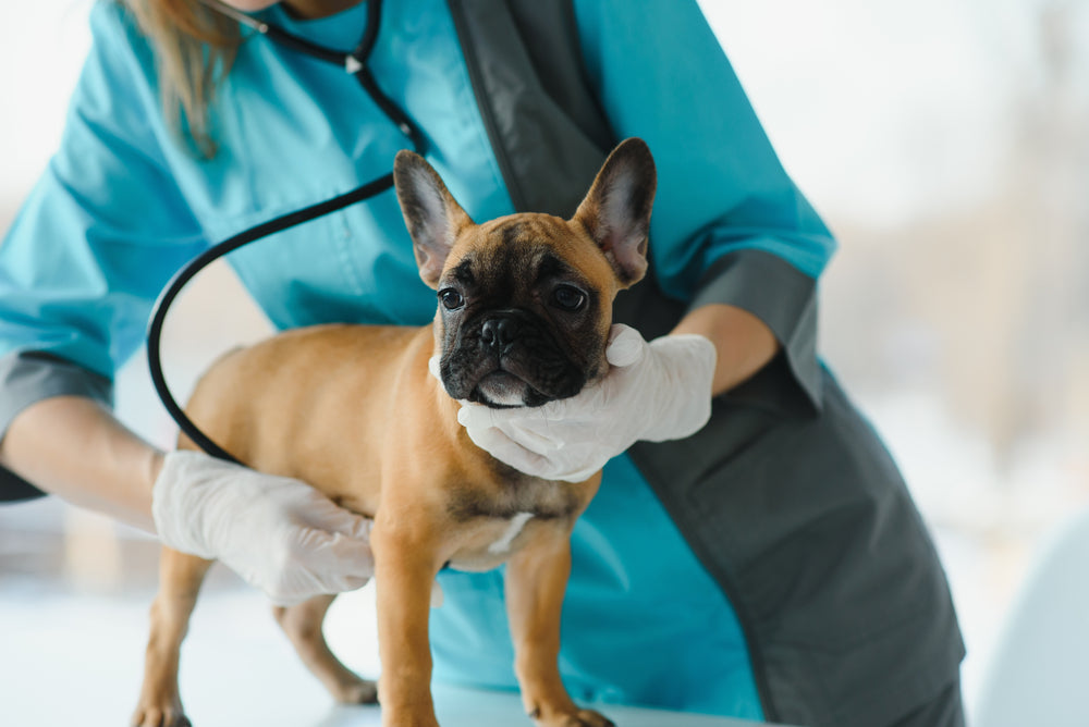 fröhlicher junger Tierarzt, der sich um einen schönen Hundehund kümmert und einen französischen Bulldog untersucht