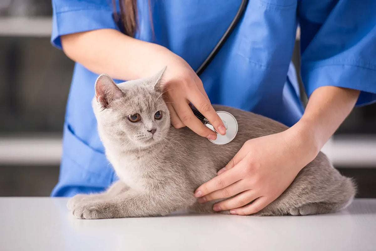 Tierarzt überprüft eine Katze