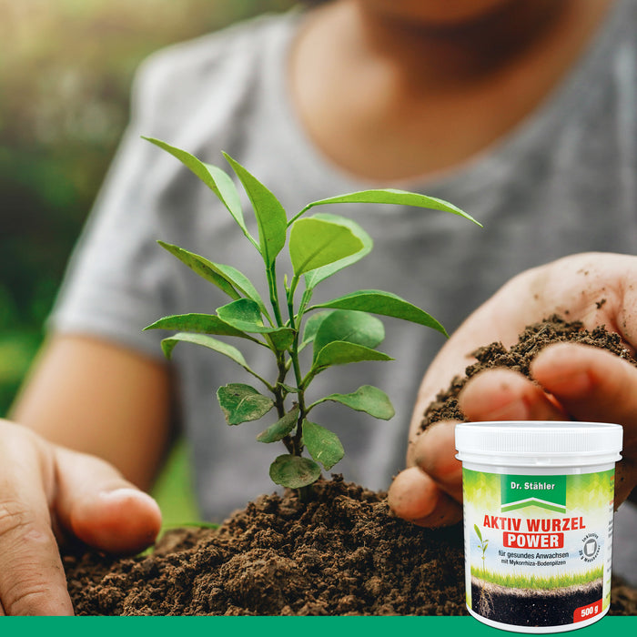 Potere attivo delle radici: rafforzamento ottimale delle piante con funghi micorrizici del terreno