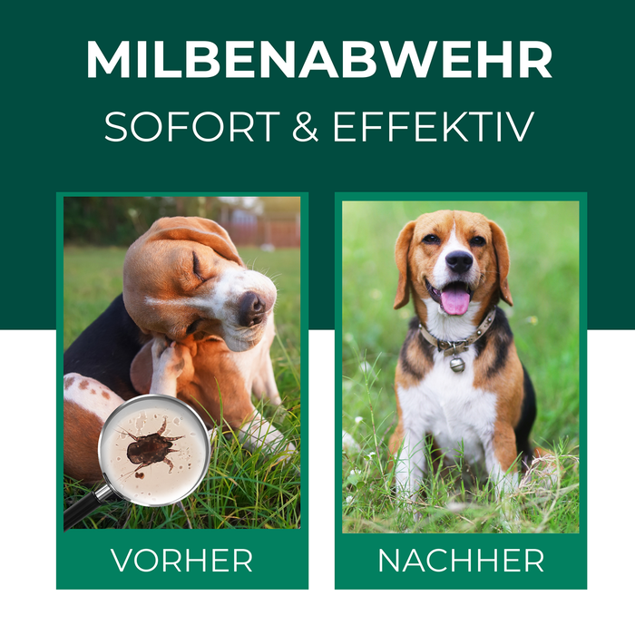 Milbenabwehr für Hunde – Vorher-Nachher-Vergleich mit sichtbarem Erfolg durch das Silberkraft Milbenspray gegen Juckreiz und Hautirritationen.