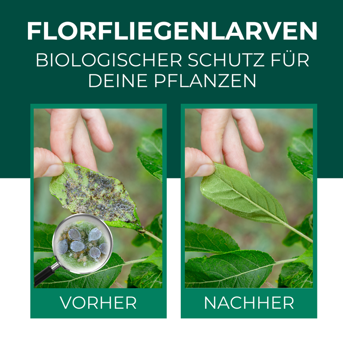 Florfliegenlarven gegen Blattläuse, Spinnmilben, Thripse, weiße Fliegen