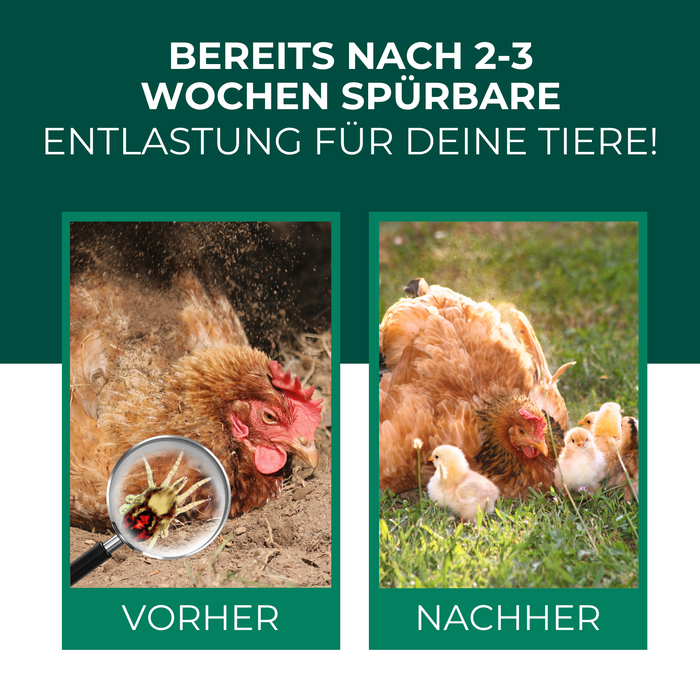 Raubmilben gegen Rote Vogelmilben