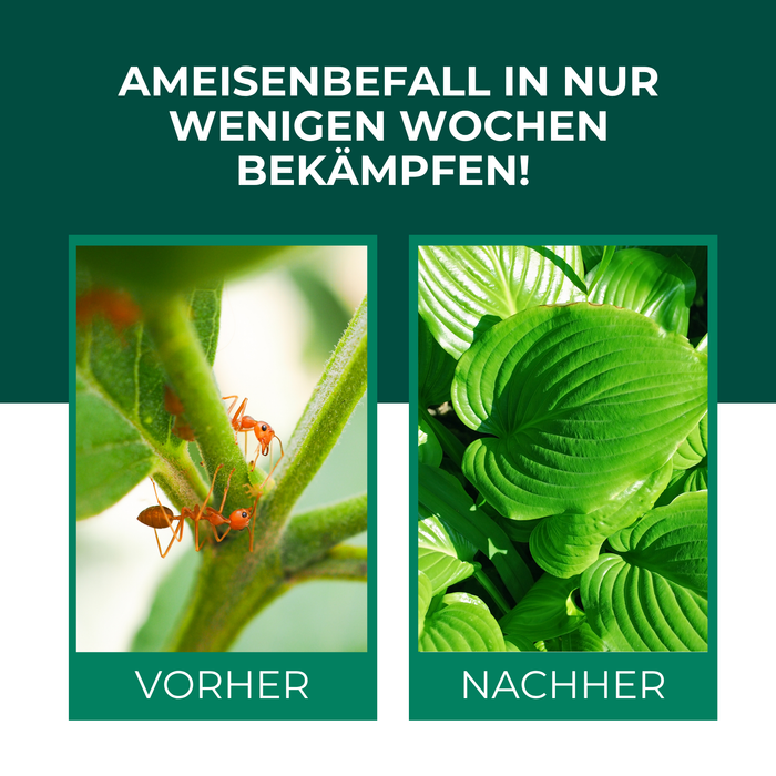 SF Nematoden gegen Ameisen
