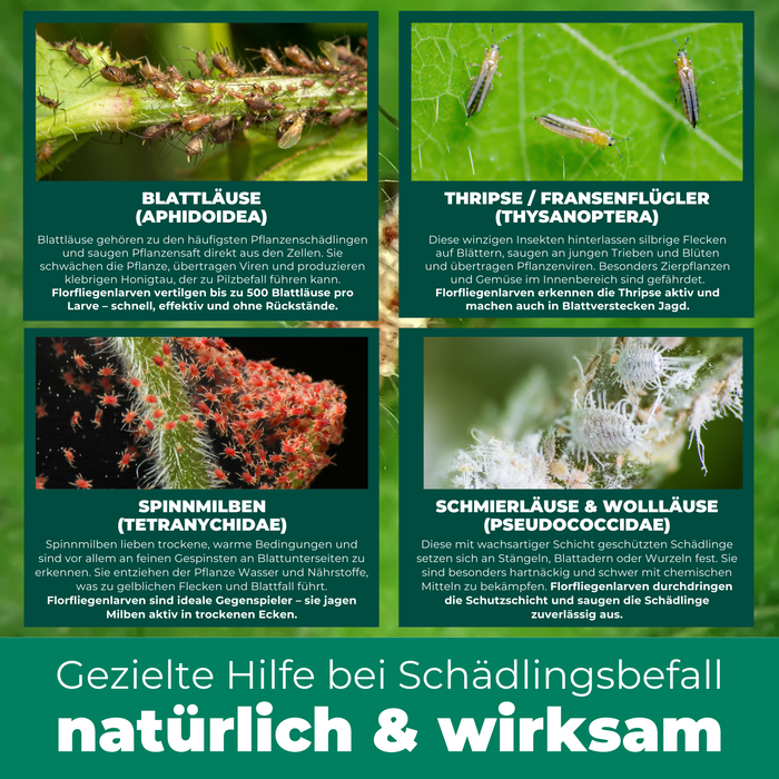 Florfliegenlarven gegen Blattläuse, Spinnmilben, Thripse, weiße Fliegen