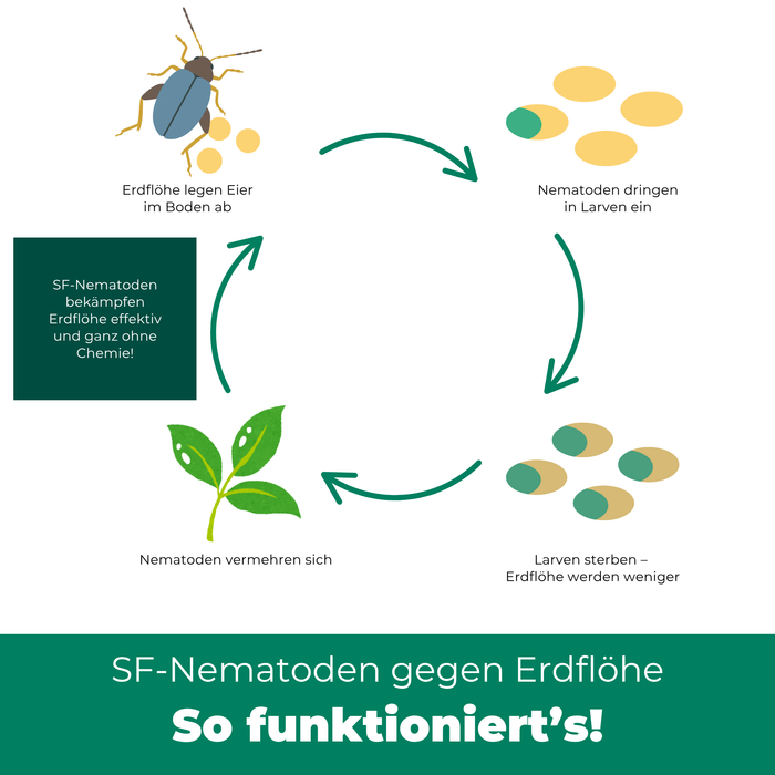 SF Nematoden gegen Erdflöhe