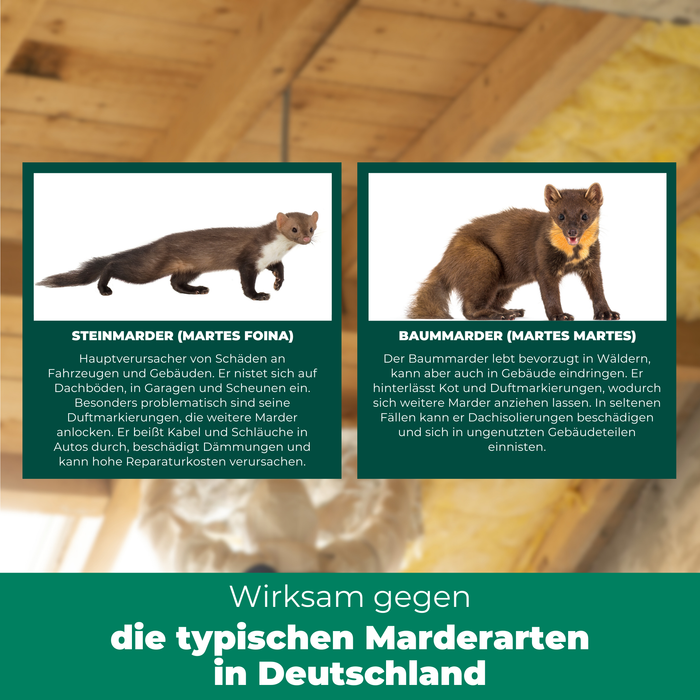 Silberkraft Marder Stopp Spray ist wirksam gegen Steinmarder und Baummarder, von denen je ein Bild zu sehen ist.