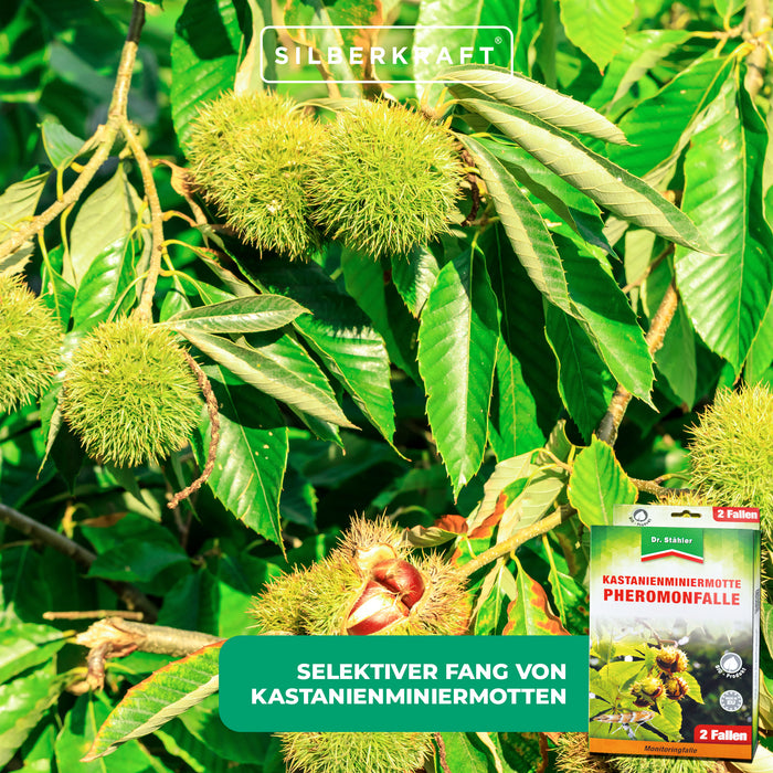 Effektive Pheromon-Falle gegen Kastanienminiermotten