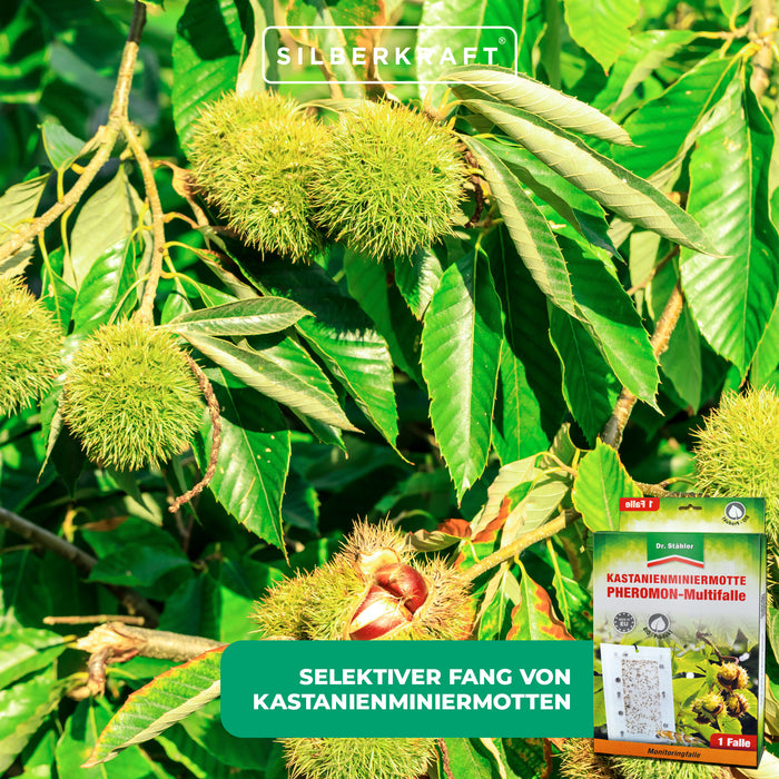 Effektive Kastanienminiermotten-Pheromon-Multifalle für alle Kastanienarten