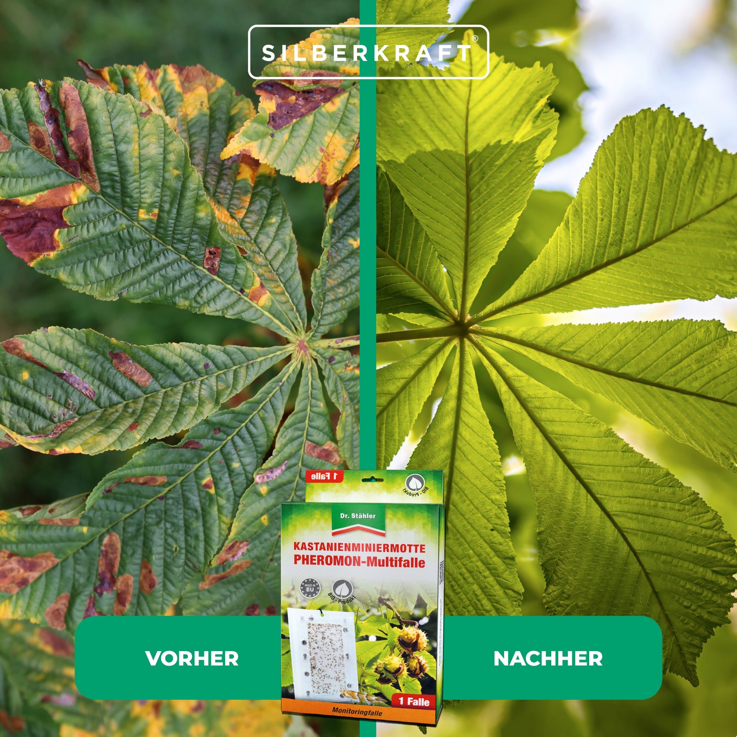 Effektive Kastanienminiermotten-Pheromon-Multifalle für alle Kastanienarten