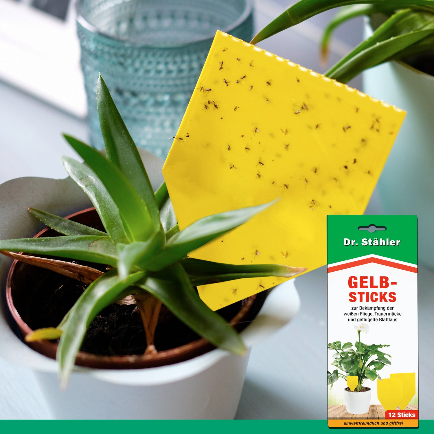 Efficaci bastoncini gialli per combattere gli insetti volanti come mosche bianche, moscerini dei funghi e afidi