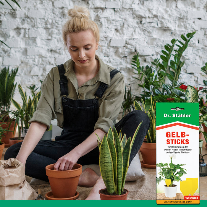Efficaci bastoncini gialli per combattere gli insetti volanti come mosche bianche, moscerini dei funghi e afidi