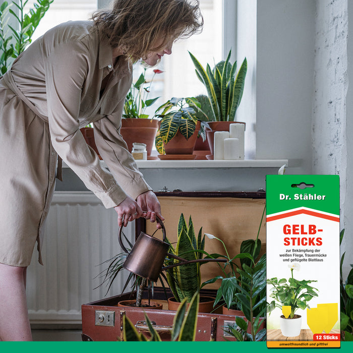 Efficaci bastoncini gialli per combattere gli insetti volanti come mosche bianche, moscerini dei funghi e afidi