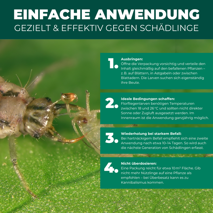Florfliegenlarven gegen Blattläuse, Spinnmilben, Thripse, weiße Fliegen