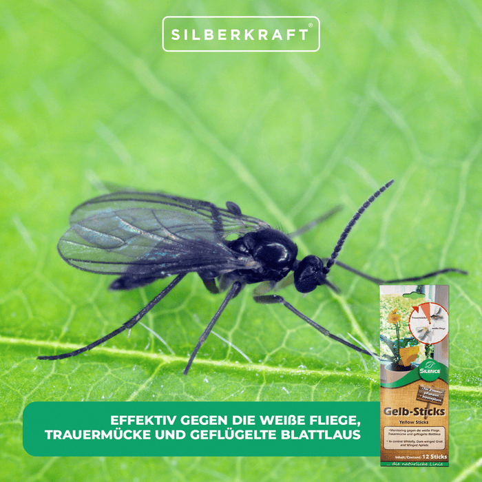 Silence Yellow Sticks: monitoraggio efficace contro mosche bianche, moscerini dei funghi e afidi