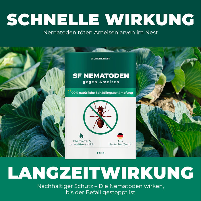 SF Nematoden gegen Ameisen