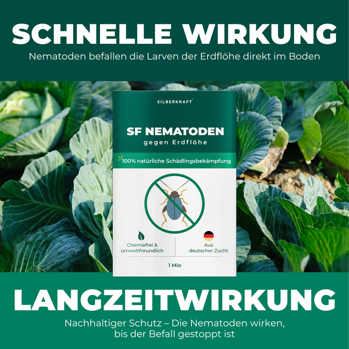 SF Nematoden gegen Erdflöhe